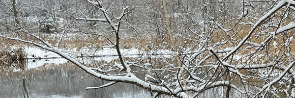 Tree with snow and water in background