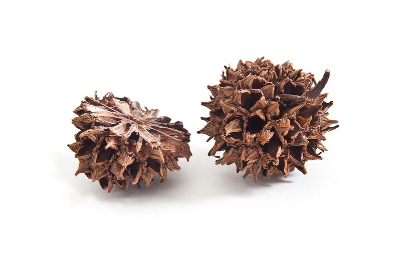 Warm Sweetgum 3/4" Slice Earrings